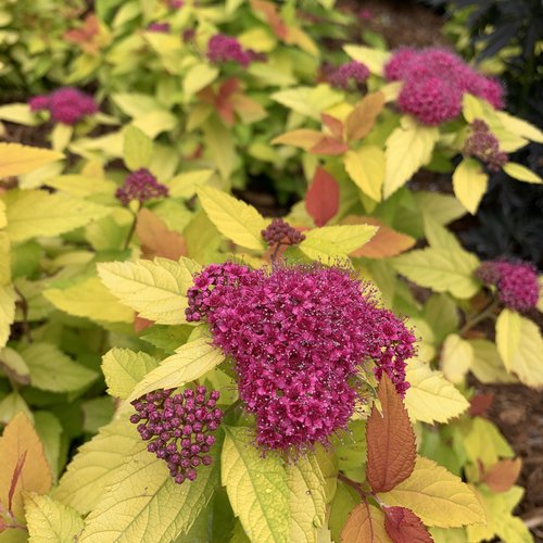 SPIRAEA JAPONICA DOUBLE PLAY CANDY CORN P.W. 2G 0096